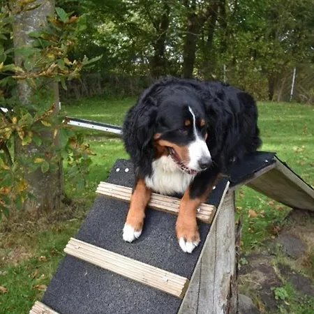 Appartement Windhund Dornum